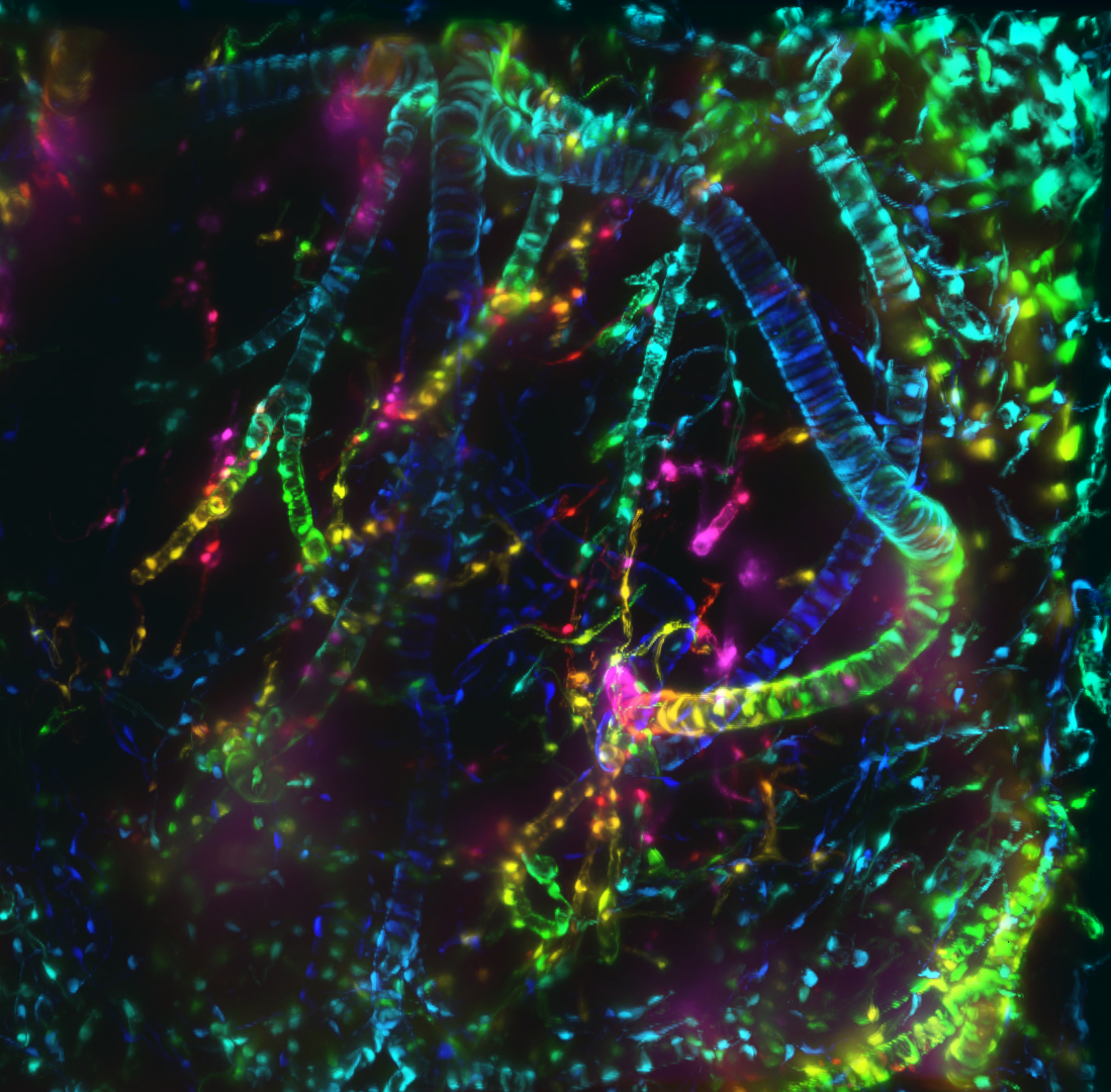 Neuroscience Reseach view from microscope